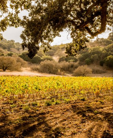 bonny-doon-vineyard-popelouchum-grenache-Ted-Hollday