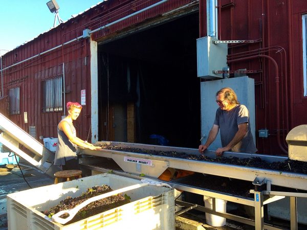 bonny-doon-vineyard-sorting-table-jane-randall