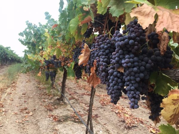 Harvest 2017 - Cinsault at San Lucas Vineyard.