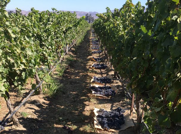 Harvest 2017 - Grenache at Ventana Vineyard.