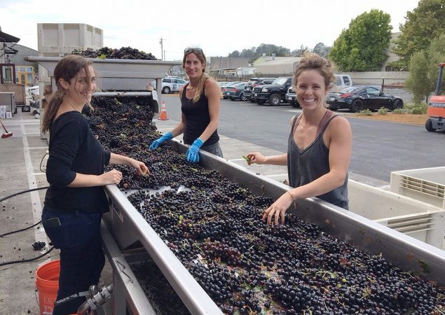 Sara, Nicole, and Helen sorting Cinsault from Bechtold Vineyard